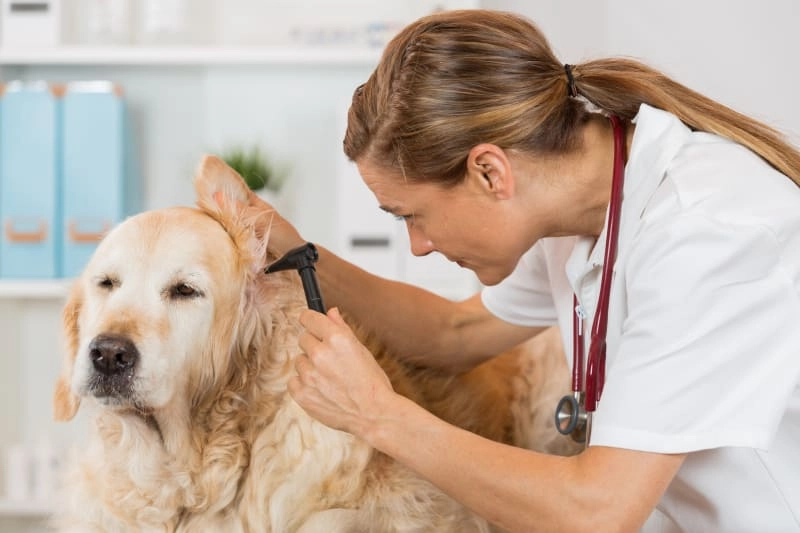 Understanding What Causes Ear Infections in Petsa