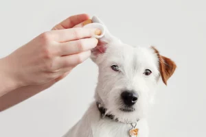 what causes ear infections in pets